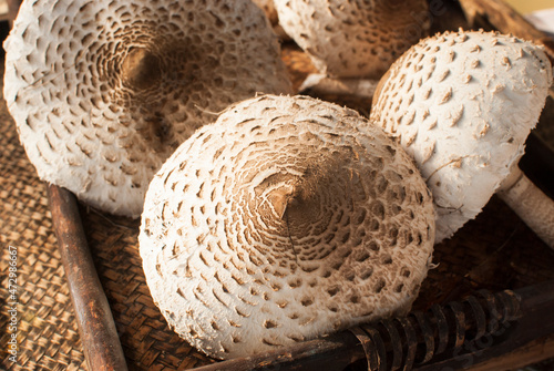 Picked Macrolepiota procera parasol mushrooms closeup as food background