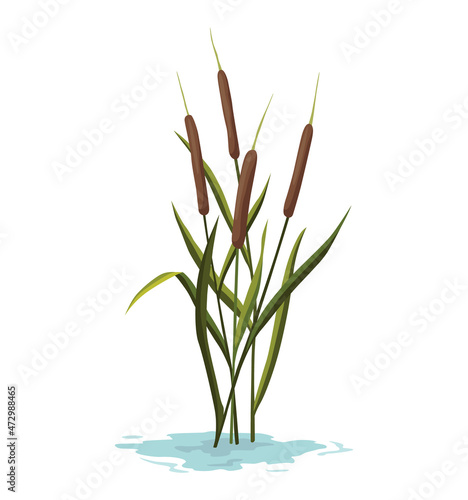 Marsh and wetland plant. Hand drawn botanical item. Swamp flora and fauna. Common plant grow in water, isolated illustration