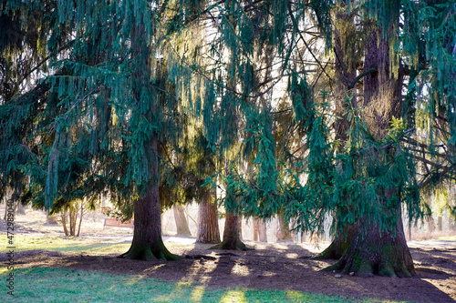 The light penetrates through the coniferous trees and beautifully transforms the park