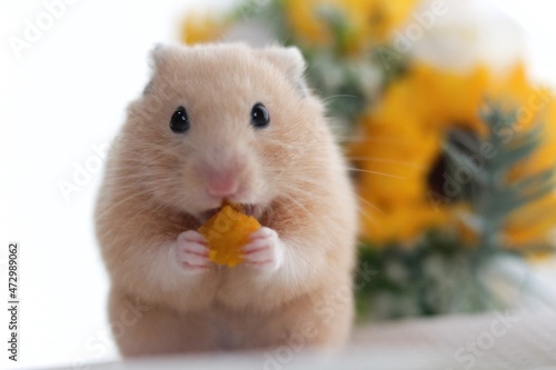 ハムスター hamster