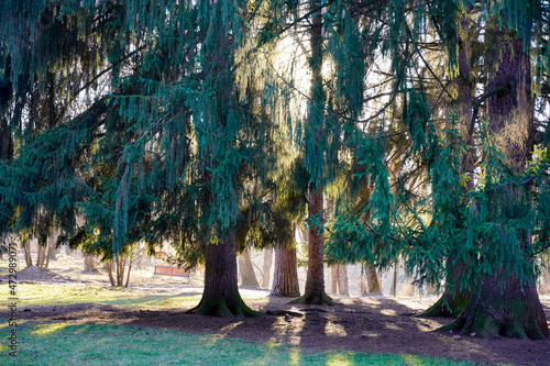 A fabulous park illuminated in a contour light
