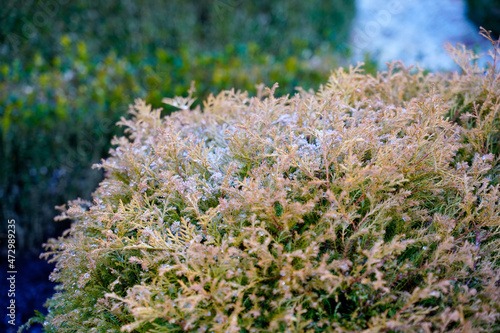 Ice on a coniferous shrub in winter