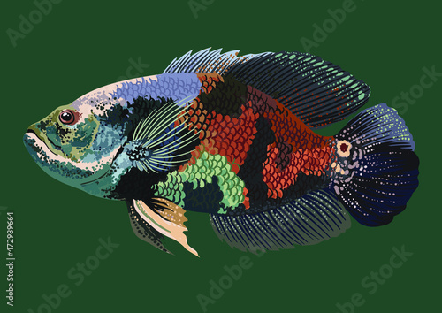 Drawing black oscar fish, art.illustration, exotic fish, vector