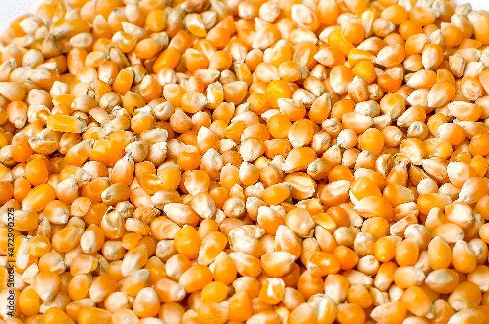 dried corn for cooking popcorn, close-up. Top view. dried corn for cooking popcorn, close-up. Top view.