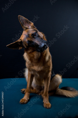 surprised german shepherd sitting on black background