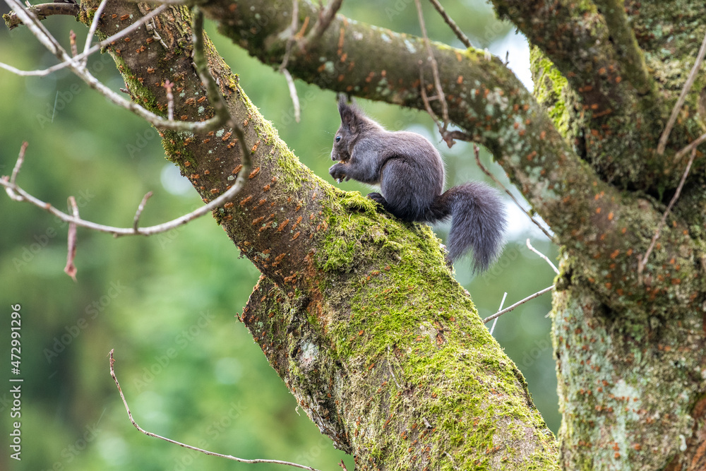 Fototapeta premium squirrel on tree