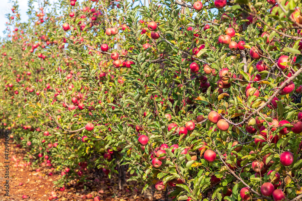 An orchard with apple trees strewn with ripe apples. Harvest. Golan Heights. Israel