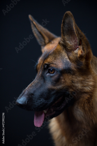 portrait of a german shepherd on a black background in profile