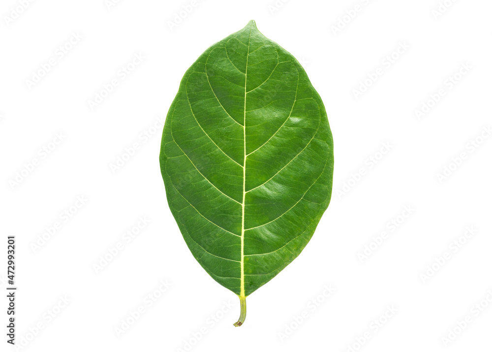 green jackfruit leaves or green leaves on a white background green jackfruit leaves or green leaves on a white background