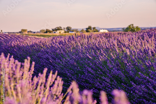 Close up on lavender flowers in bloom at sunset in Valensole in Provence, France