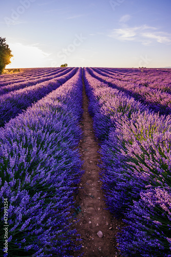 Lavender field of Provence on a summer day in France at sunset