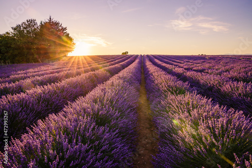 Ray of light during a beautiful sunset on the lavender fields in bloom in Valensole in Provence, France