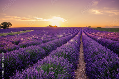 lavender field of Valensole in Provence at sunset © JeanLuc Ichard
