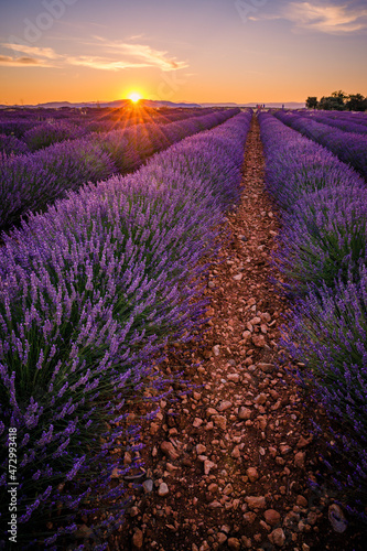 lavender field of Valensole in Poovence at sunset