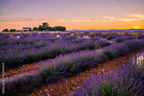 lavender field at sunrise