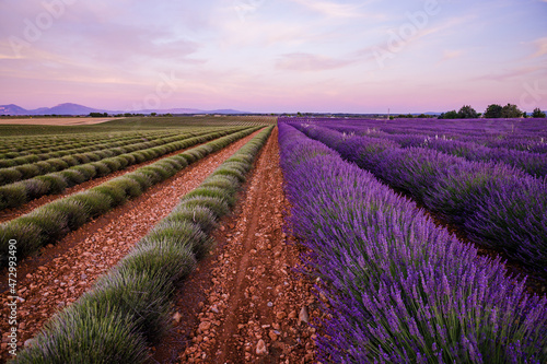 Lavender fields before and after the harvest in Valensole during summer in Provence, France