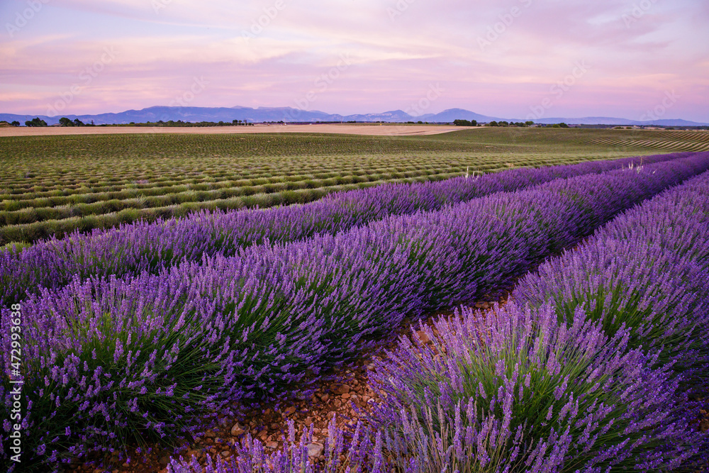 Lavender fields before and after the harvest in Valensole during summer in Provence, France