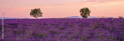 Two trees at the top of a lavender fields in bloom in Valensole at sunset in Provence, France