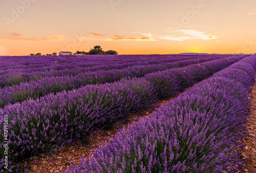 Lavenders fields in bloom during a beautiful sunset on the Valensole Plateau in Provence in the south of France © JeanLuc Ichard