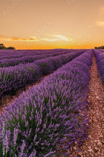 Orange sunset on lavender fields at Valensole during summer in Provence, France