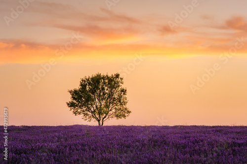 Lonely tree at sunset on a lavender field in bloom in Valensole in Provence  France