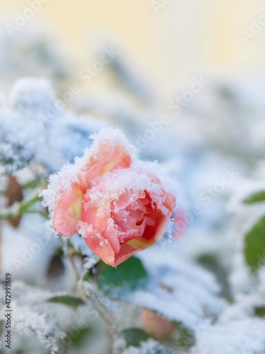 Rose under the snow on a blurred background  christmas new year bouquet.