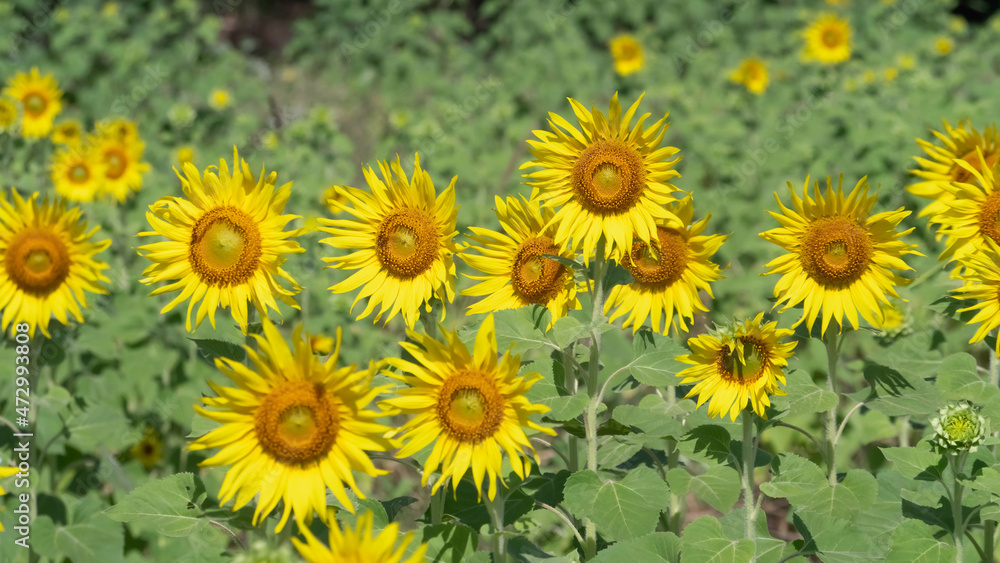 Sunflower fields in full bloom, agriculture Sunflower fields in full bloom, agriculture