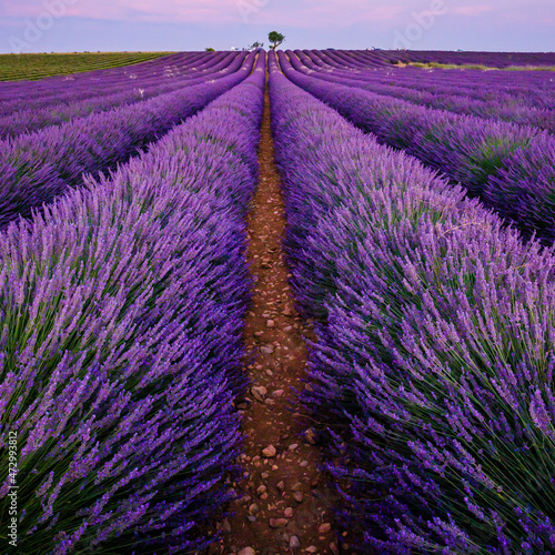 field of lavender at sunrise