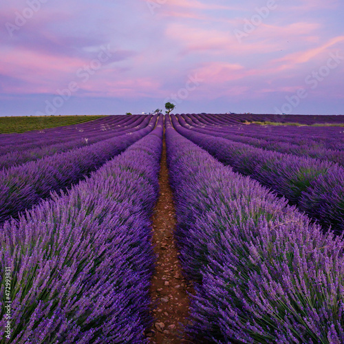 Lavender field of Provence on a summer day in France at sunset