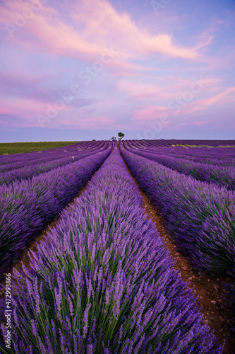 lavender field at sunset in provence, France