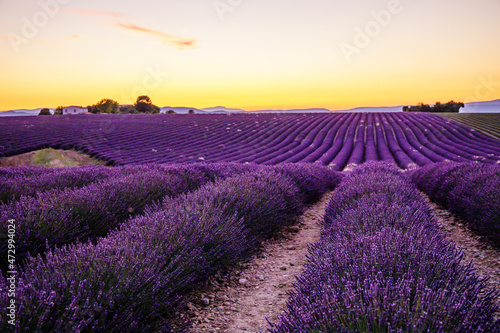 Lavender field of Provence on a summer day in France at sunset