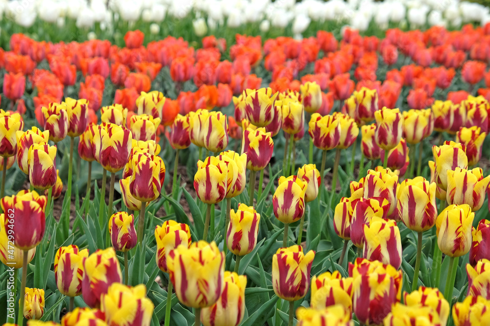 Rembrandt single tulip 'Helmar' in flower