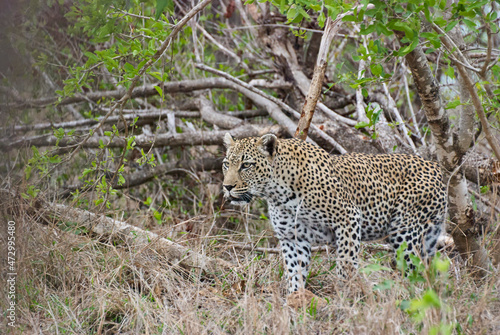leopard, Panthera pardus, observing prey in the dense african bush