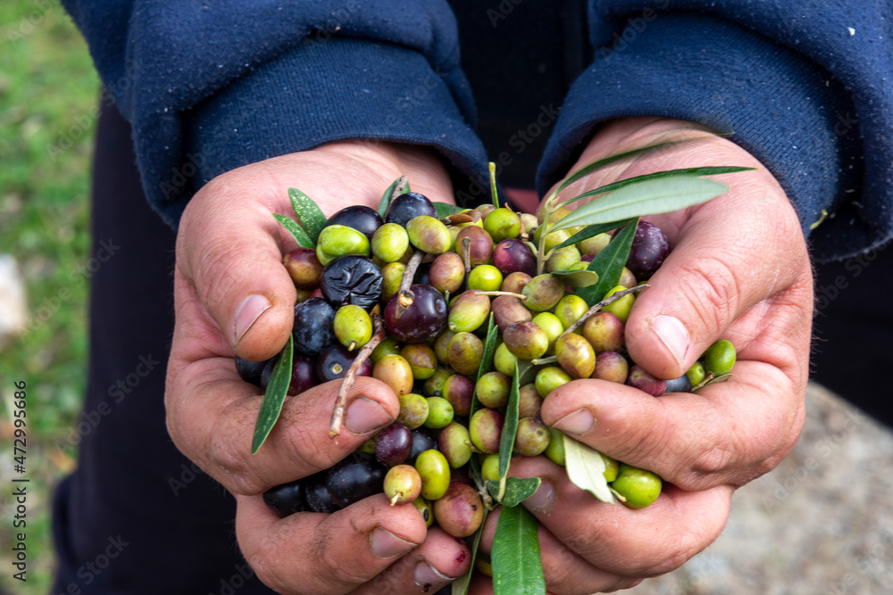 hands that collect and clean the olives during olive harvest with orange nets in Keratea in Greece hands that collect and clean the olives during olive harvest with orange nets in Keratea in Greece
