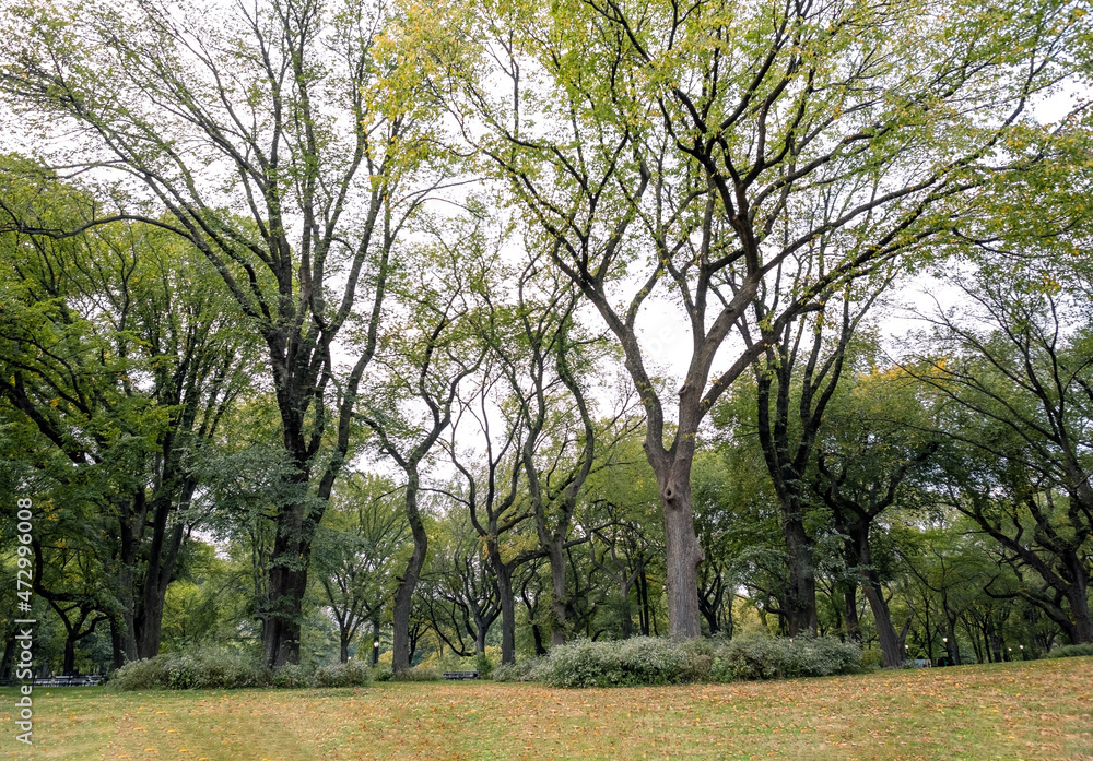 Fototapeta premium Tree in the Park Plaza Campus nature outside daylight 