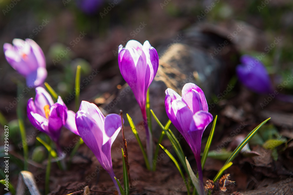 Fototapeta premium Blooming crocuses and snowdrops in the spring