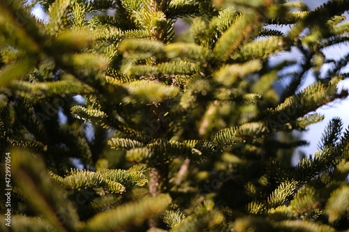 pine tree branches © EnzoKin