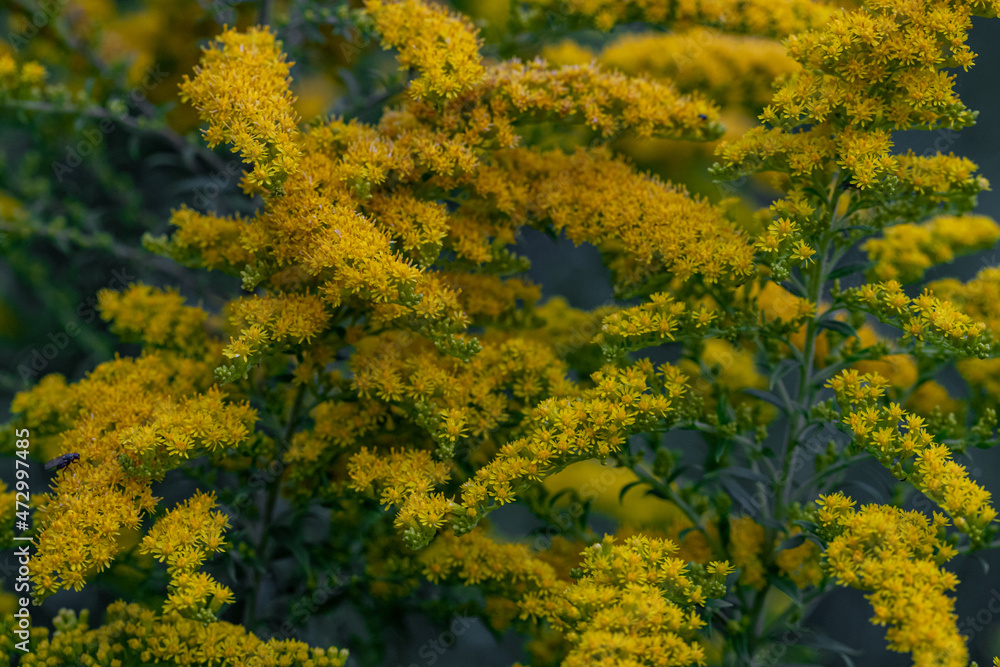 Canada goldenrod, rag weed, ragweed, golden rod or solidago canadensis flowers in summer garden close up with selective focus. Trendy aspen gold flower background, invasive weed, strong allergen