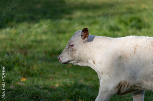 white cow baby in green meadow in Latvia © Neils