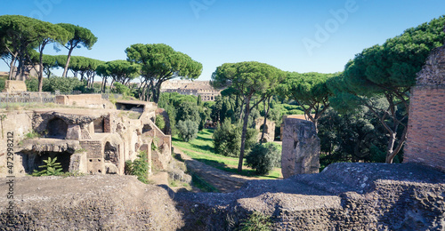Photography Trees and ruins on Palatine Hill