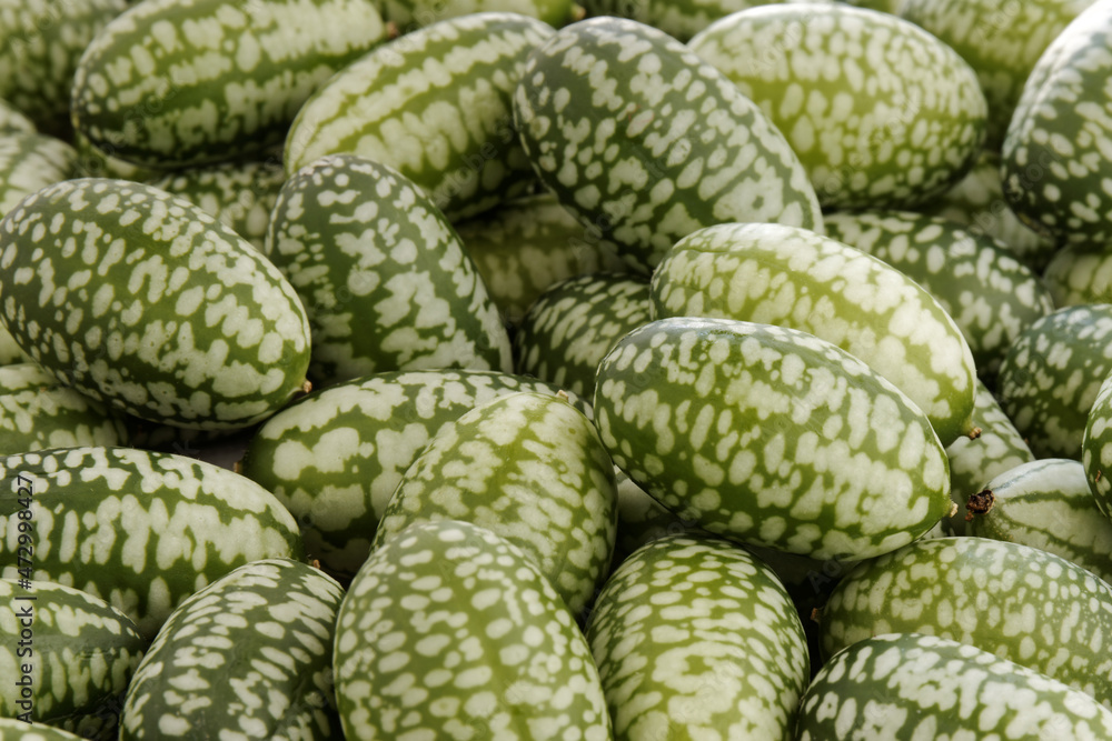 Obraz premium Cucamelon (Melothria scabra) vegetable close-up background.