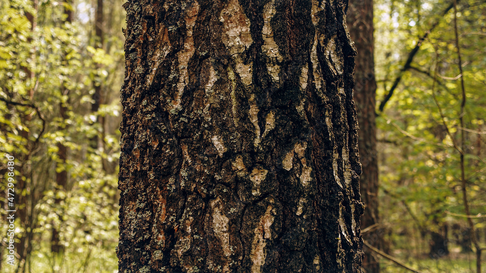 Fototapeta premium Closeup Trunk of a pine tree in close-up against the background of a green forest. Concept of conservation of nature, forests and the environment.