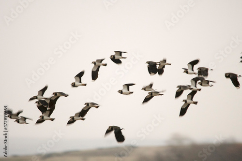 Fotografie Vanellus vanellus - The European Lapwing, a Charadriiform bird of the Charadriidae family