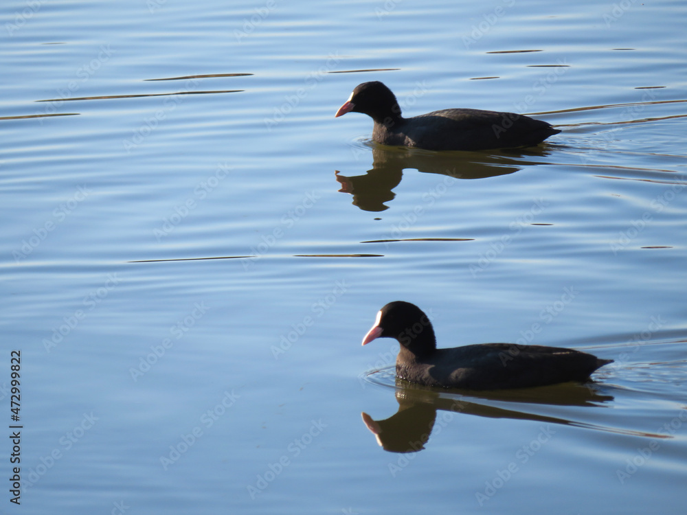 duck on the water duck on the water