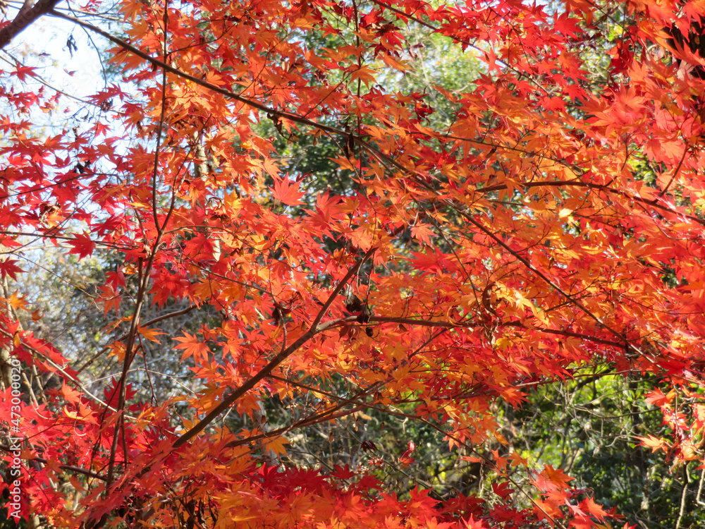 red maple leaves