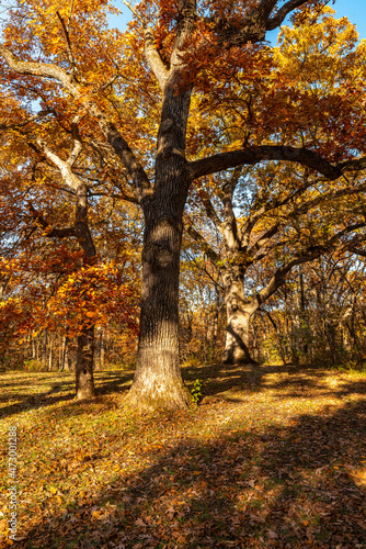 Autumn in the Jester State Park, Madrid, Iowa