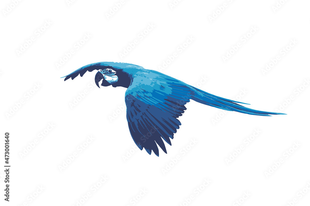 Blue macaw bird illustration isolated on white background