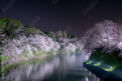 東京皇居周辺のお堀に咲く満開の桜