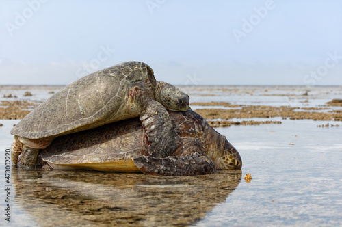 Grüne Meeresschildkröten bei der Kopulation im Profil
