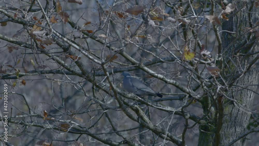 Pigeon on bare tree branches on cold winter day in Wales Pigeon on bare tree branches on cold winter day in Wales